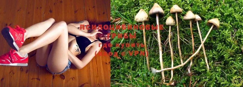 darknet клад  Клин  Псилоцибиновые грибы MAGIC MUSHROOMS 